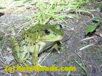 /home//u458753944/public_html/sourcegallery//Frogs/More bullfrogs/P8170142.JPG